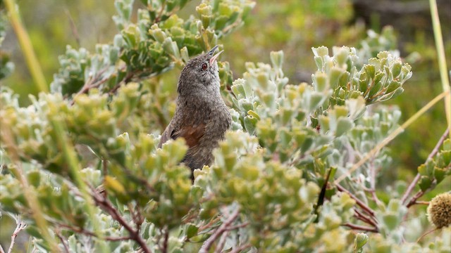 Dasyorne à long bec - ML647448906