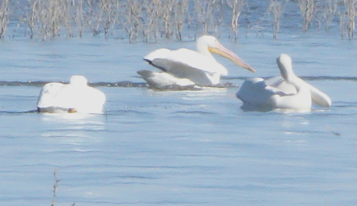 Pelikano zuri amerikarra - ML647448907