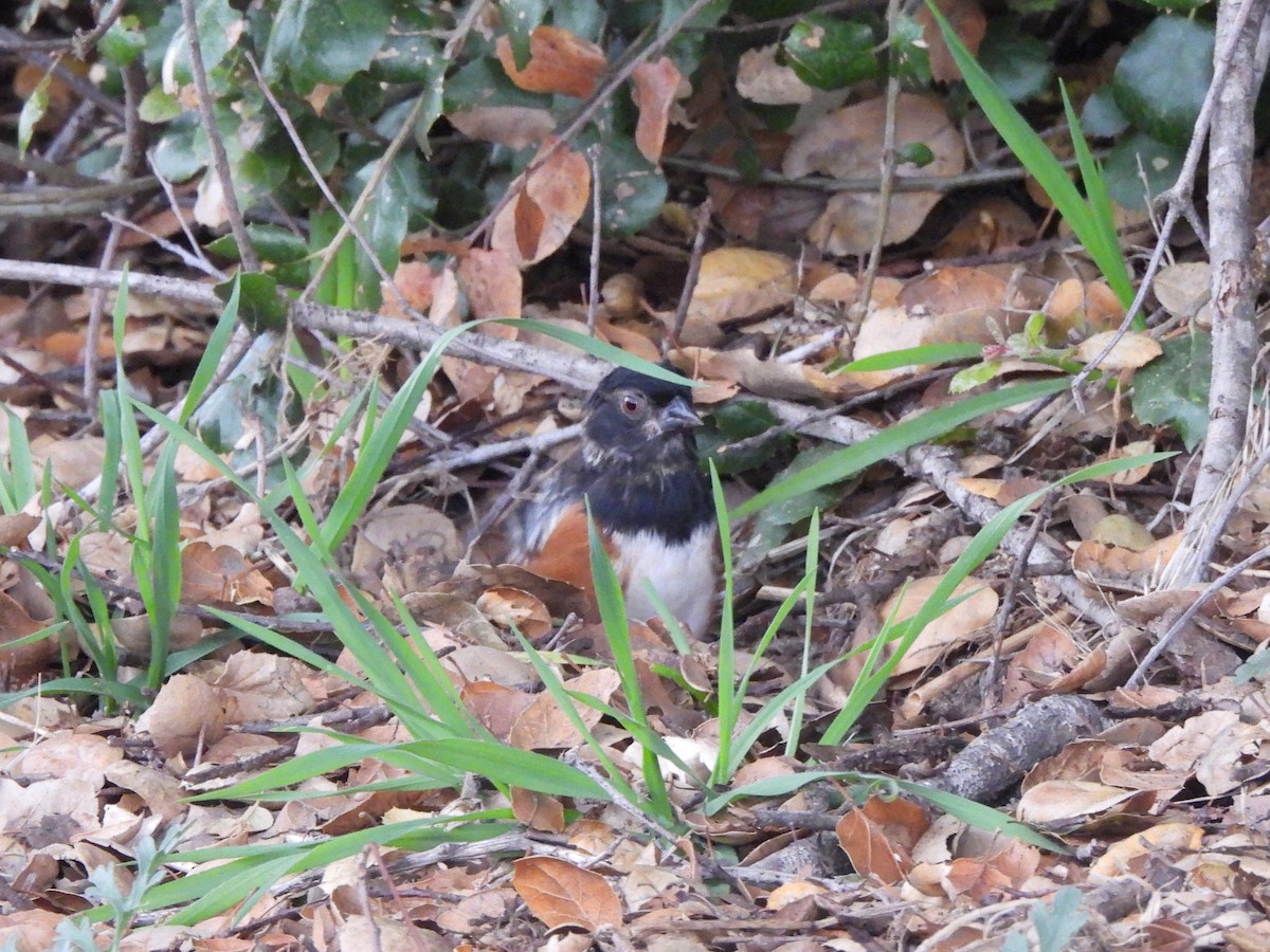 Spotted Towhee - ML647448908