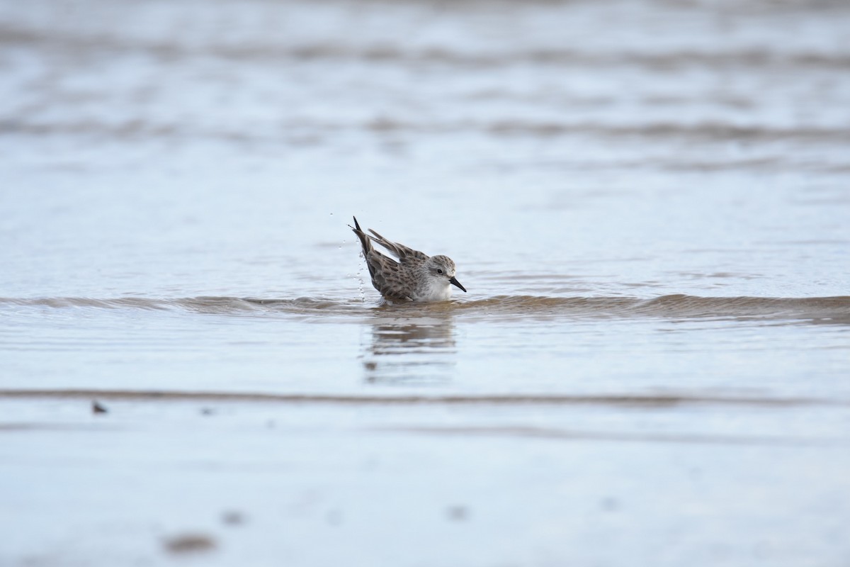 Txirri lepagorria - ML647448909
