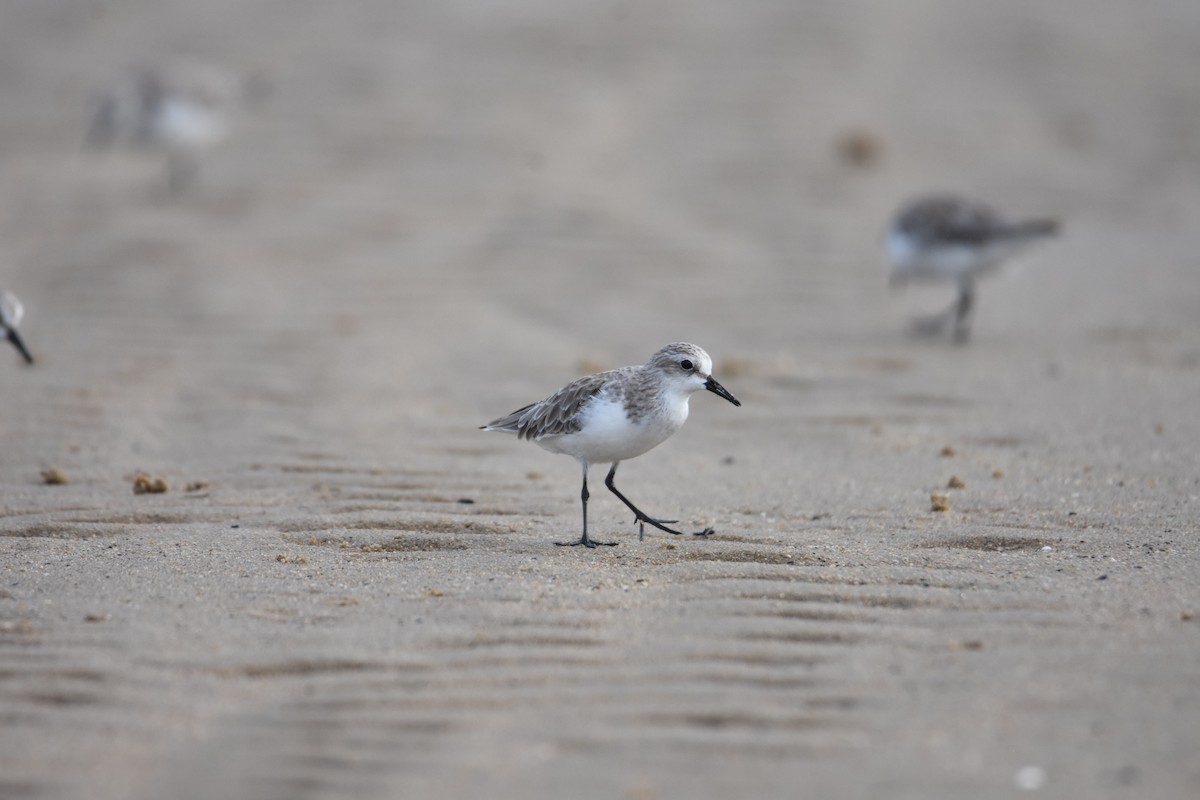 Txirri lepagorria - ML647448910