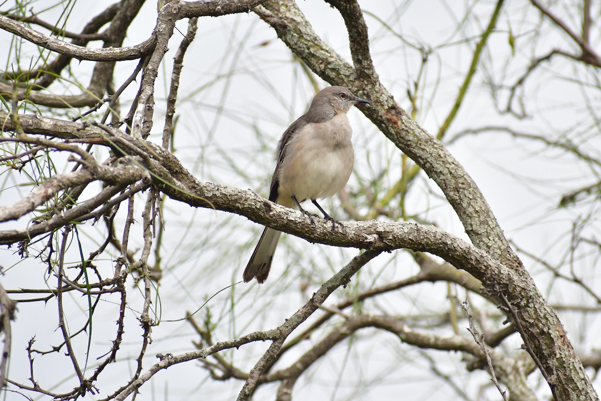 Northern Mockingbird - ML647448912