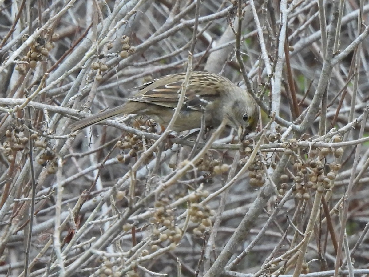 Golden-crowned Sparrow - ML647448914