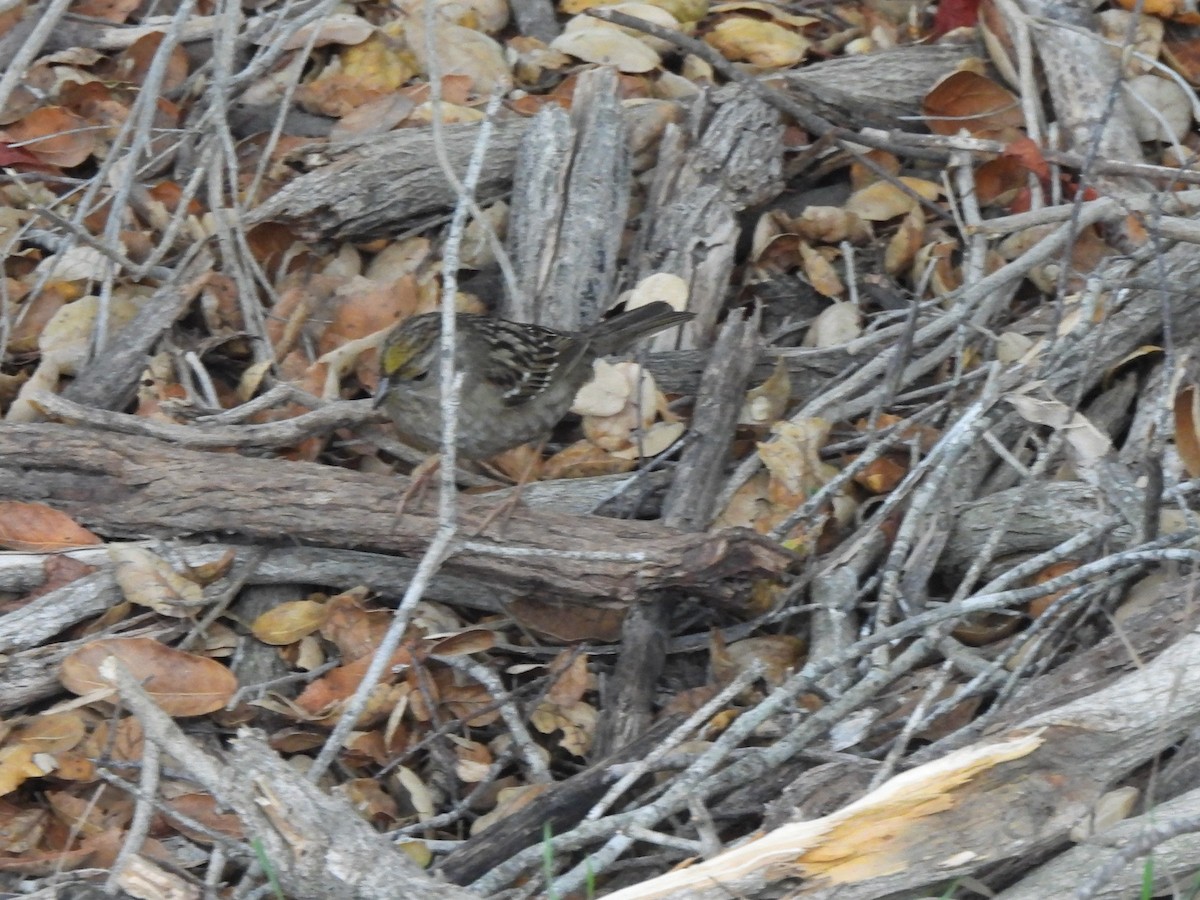 Golden-crowned Sparrow - ML647448916