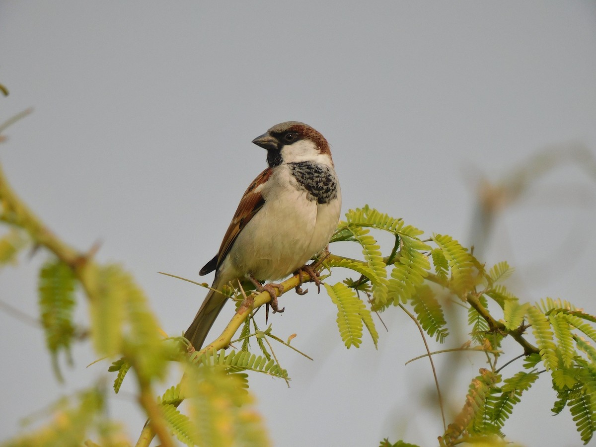 Etxe-txolarrea - ML647448917