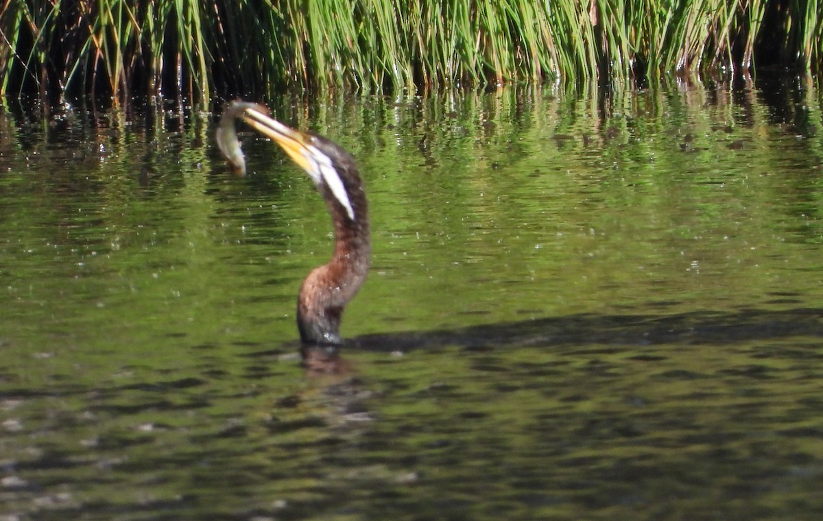 Anhinga australiarra - ML647448918