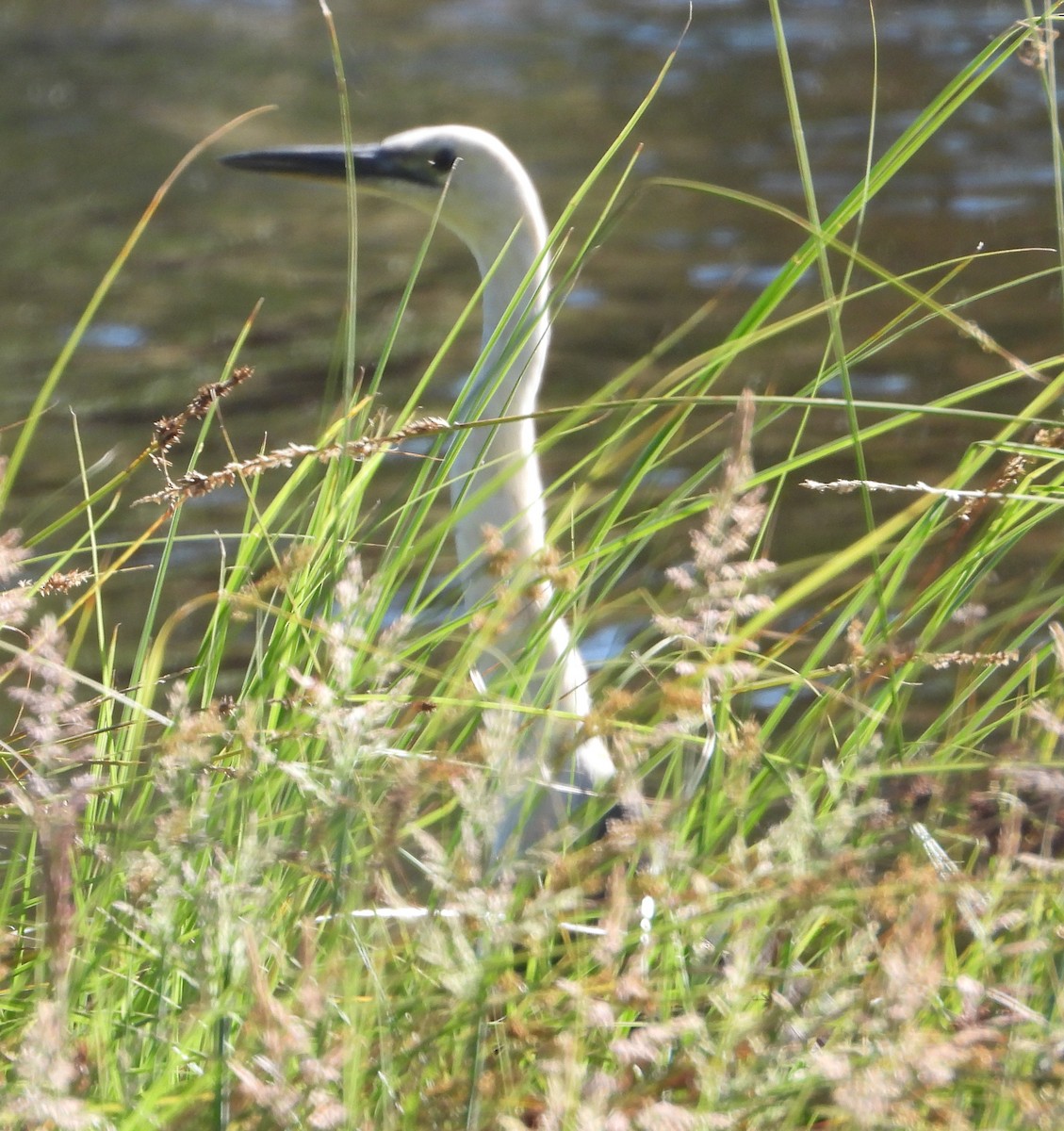 Pacific Heron - ML647448920