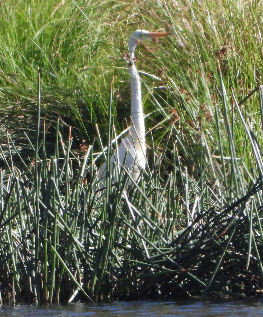 Koartza zuria - ML647448921