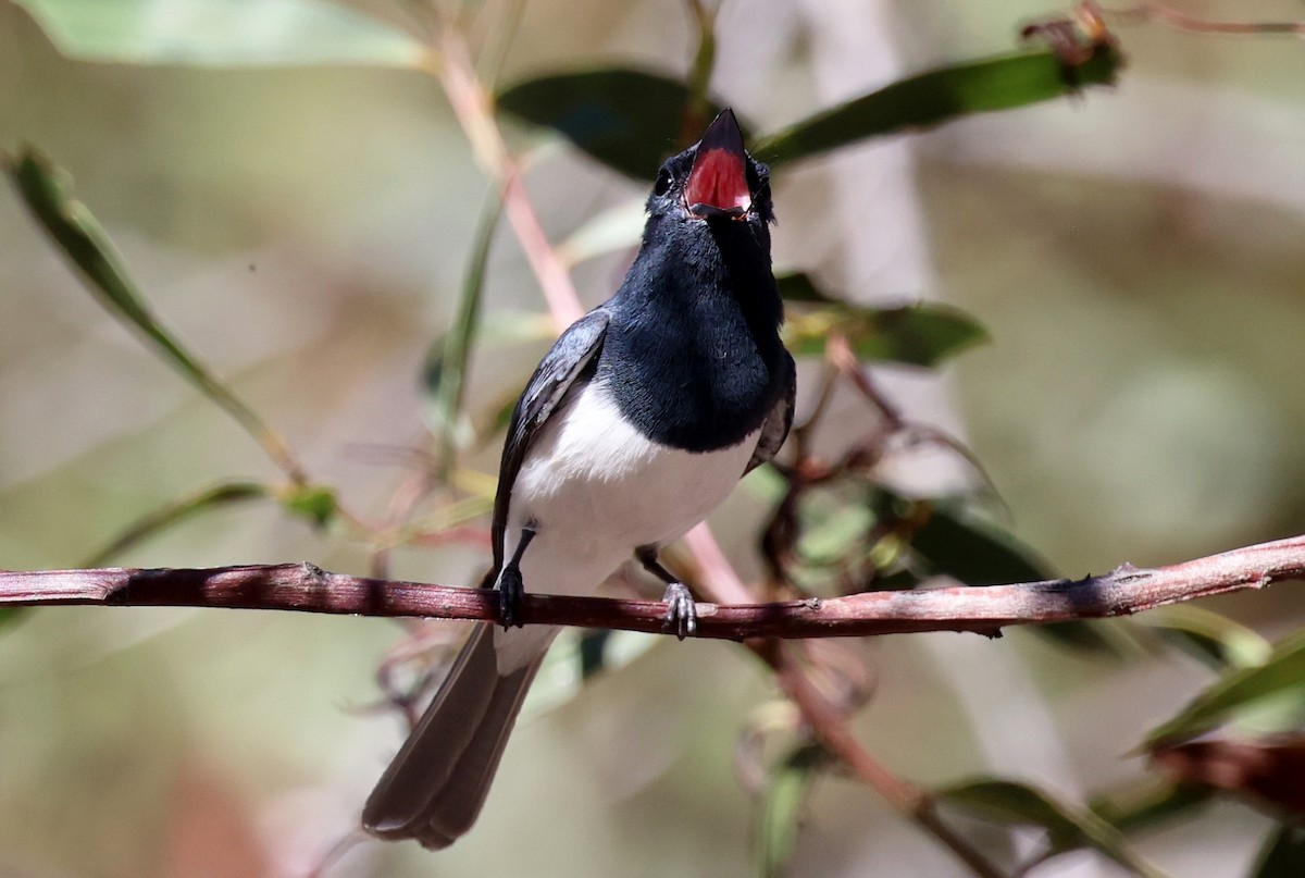 Leaden Flycatcher - ML647448924