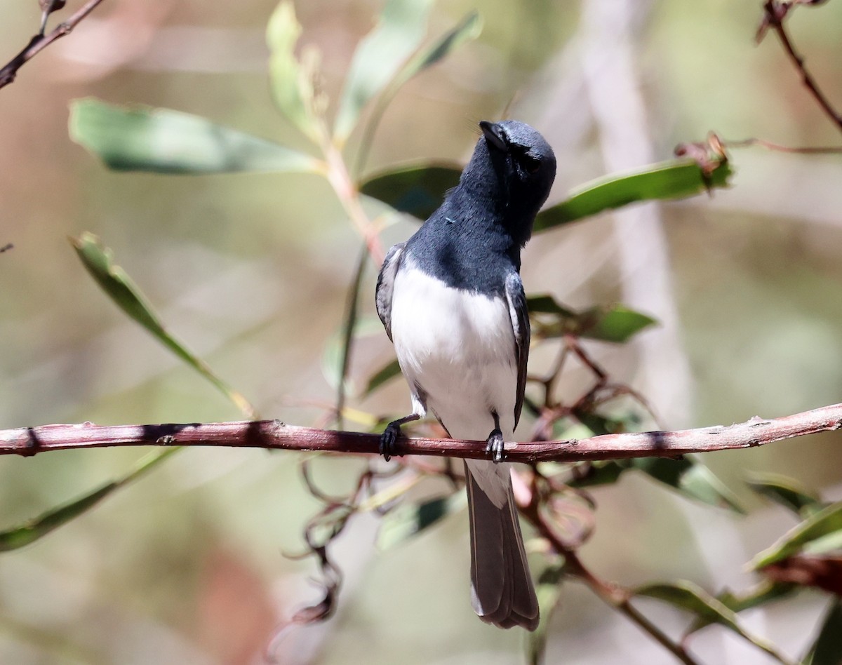 Leaden Flycatcher - ML647448929