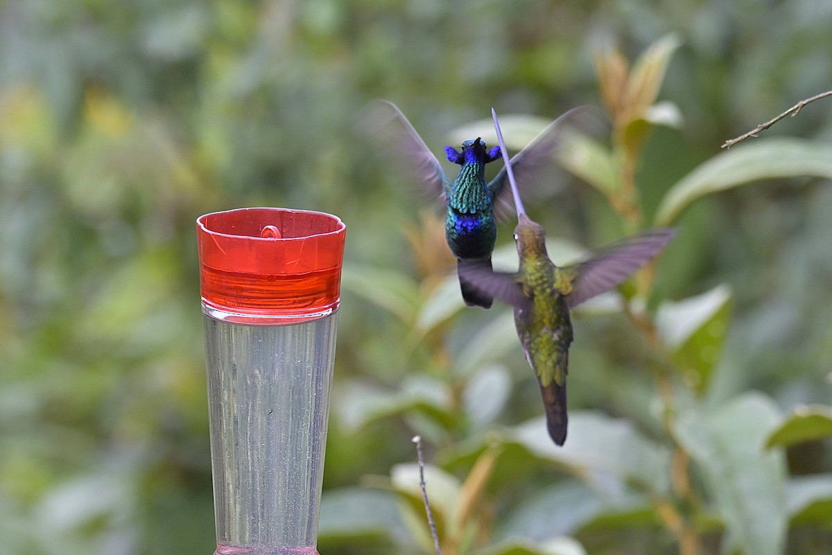 Glanz-Veilchenohrkolibri - ML647448931