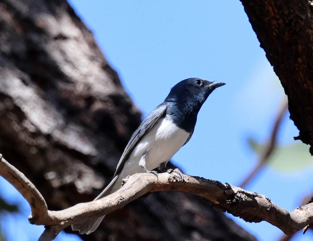 Leaden Flycatcher - ML647448935