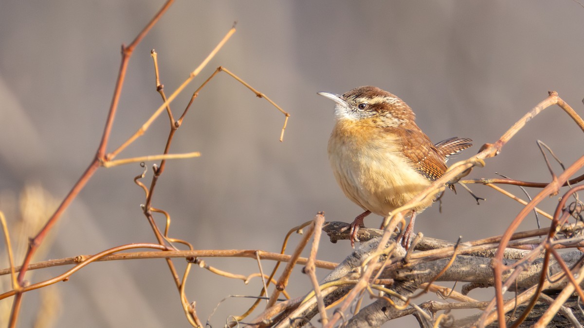 Cucarachero de Carolina - ML647448967
