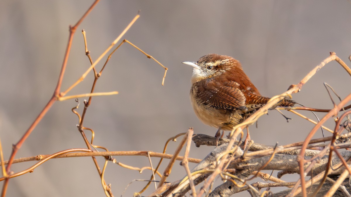 Cucarachero de Carolina - ML647448970
