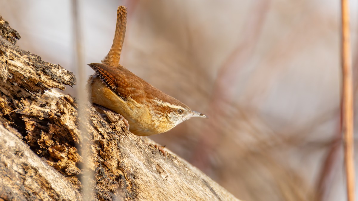Cucarachero de Carolina - ML647448972
