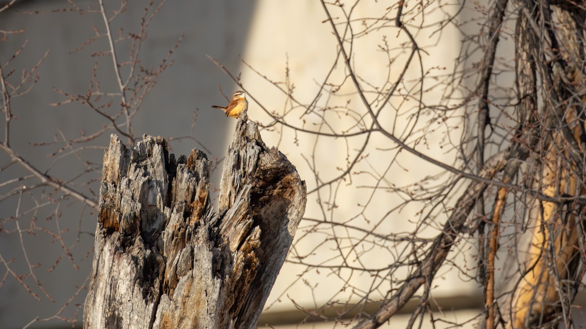 Cucarachero de Carolina - ML647448973