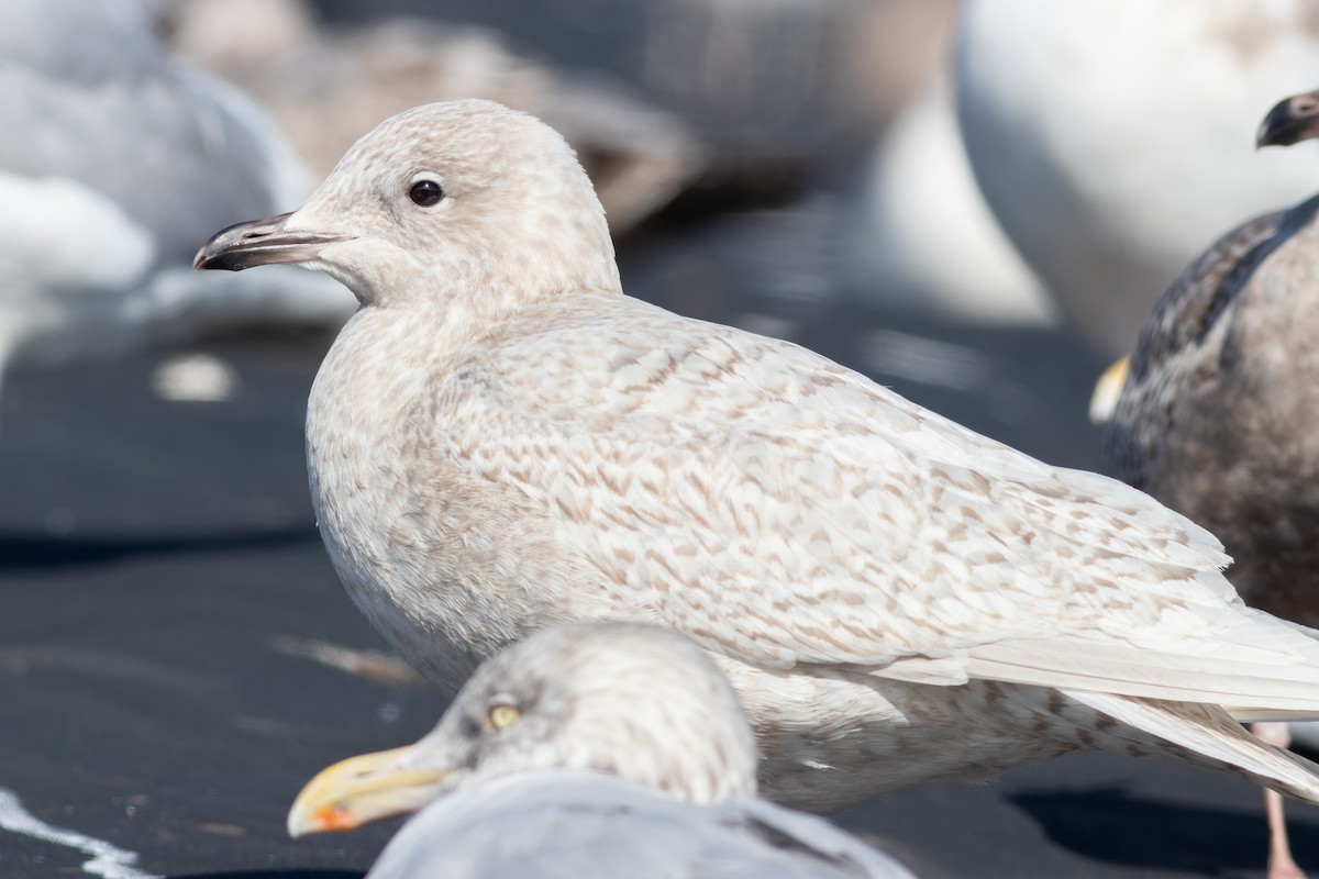 アイスランドカモメ（亜種 クムリーンカモメ） - ML647448978