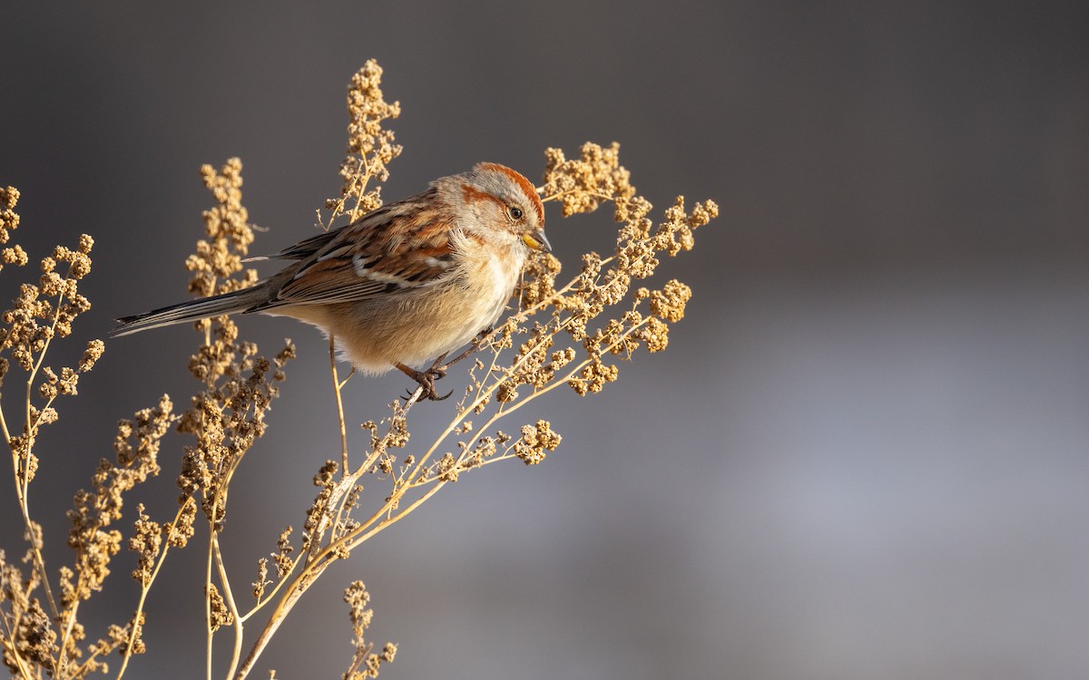 Chingolo Arbóreo - ML647448982