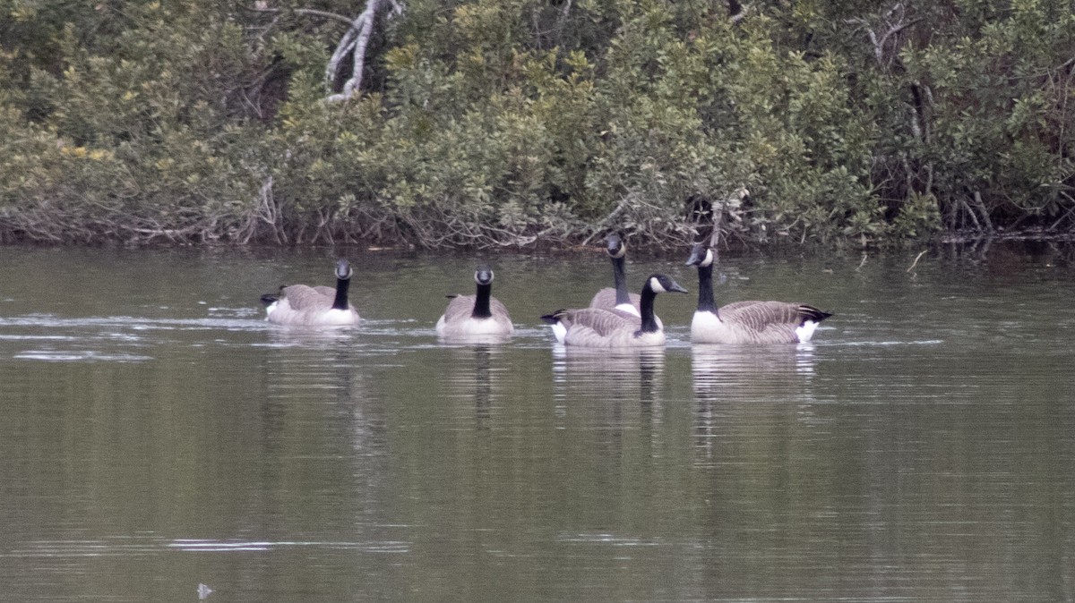 ברנטה קנדית - ML647448992