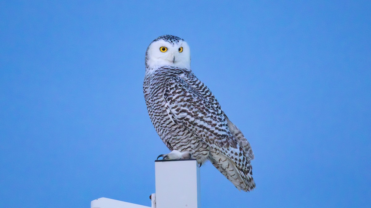 Búho Nival - ML647449005