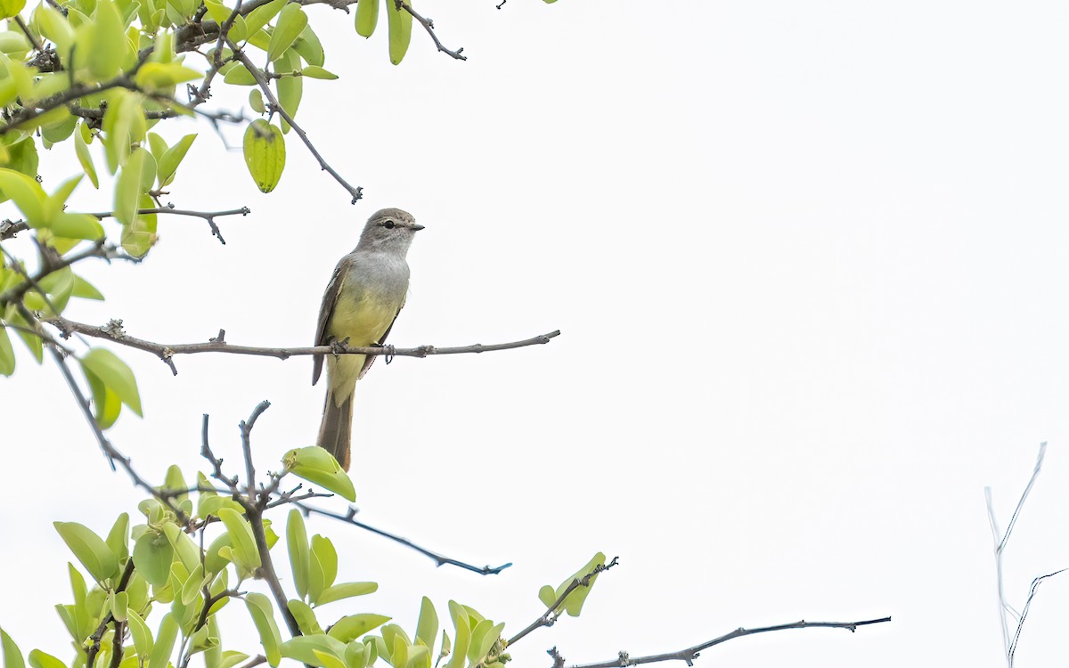 Southern Scrub-Flycatcher - ML647449021