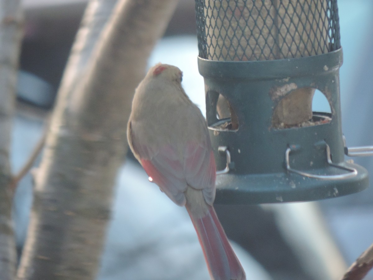 rødkardinal - ML647449023