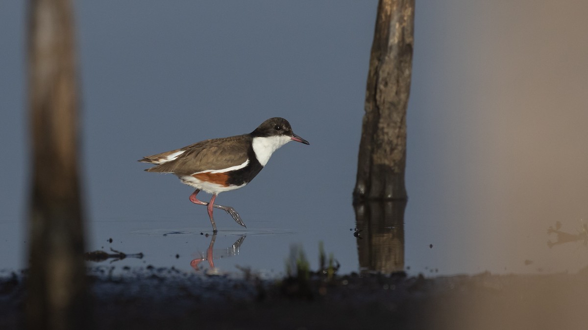 Red-kneed Dotterel - ML647449031