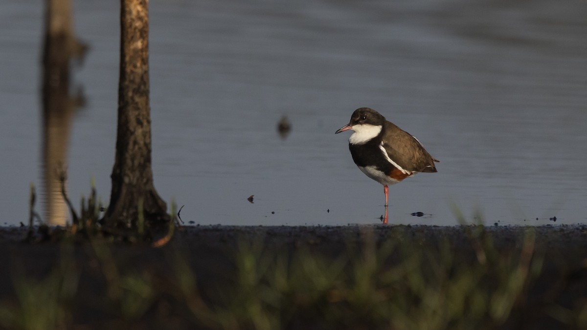 Red-kneed Dotterel - ML647449032
