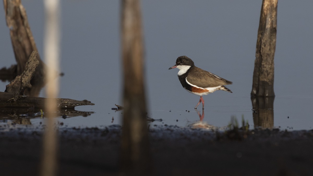 Red-kneed Dotterel - ML647449033