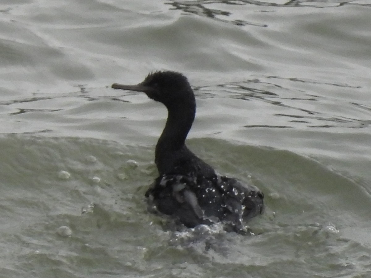 Cormoran pélagique - ML647449038