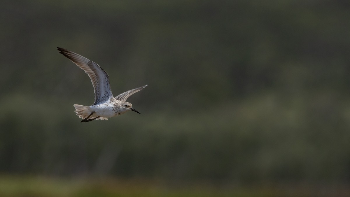 jespák velký - ML647449061