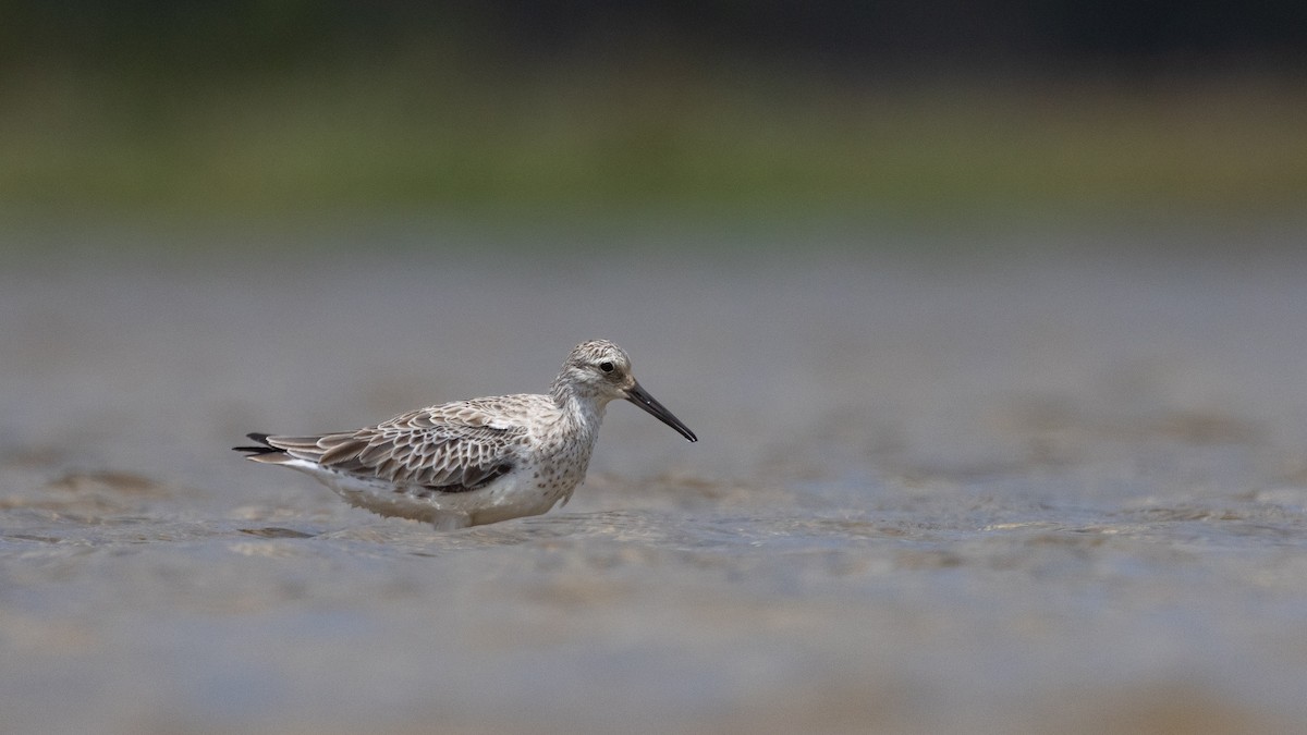 jespák velký - ML647449062