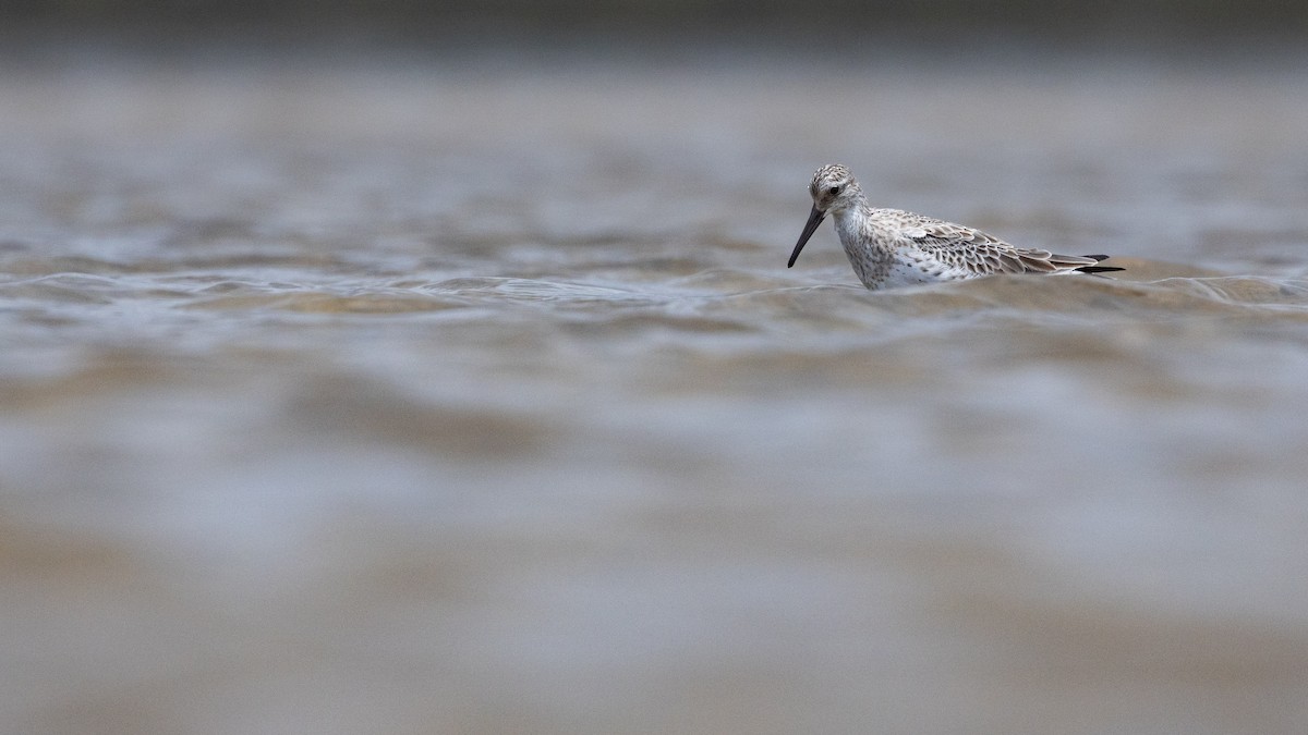 jespák velký - ML647449063