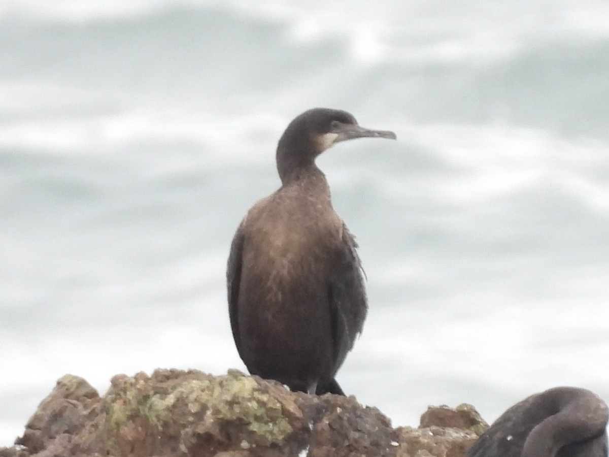 Cormoran de Brandt - ML647449073