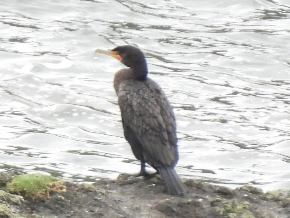 Cormoran à aigrettes - ML647449083