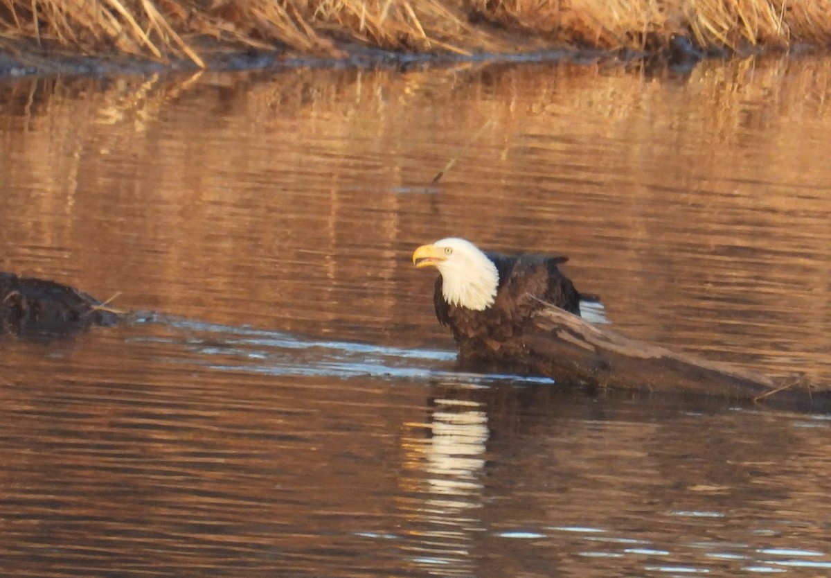 Bald Eagle - ML647449084