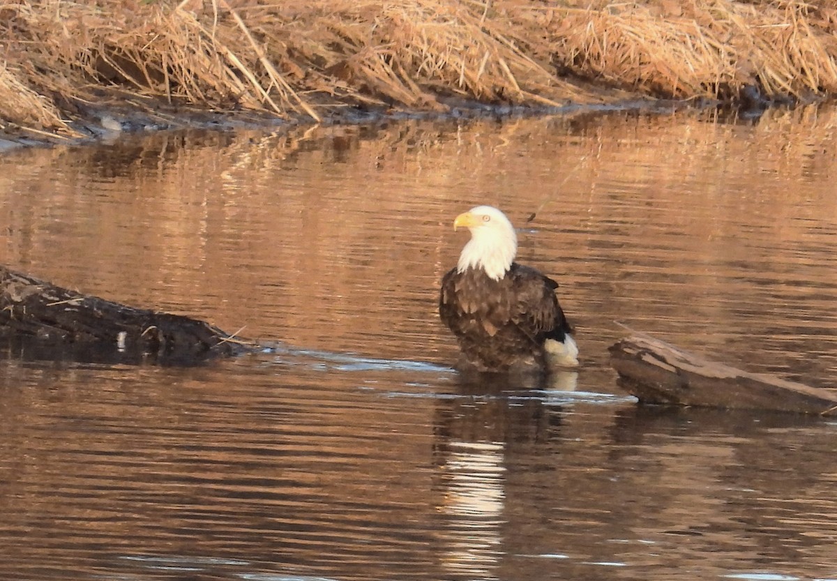 Bald Eagle - ML647449085