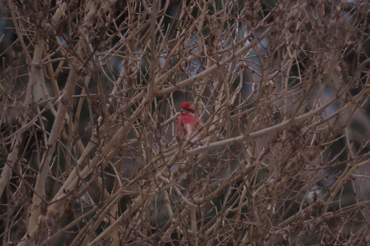 ムラサキマシコ - ML647449102