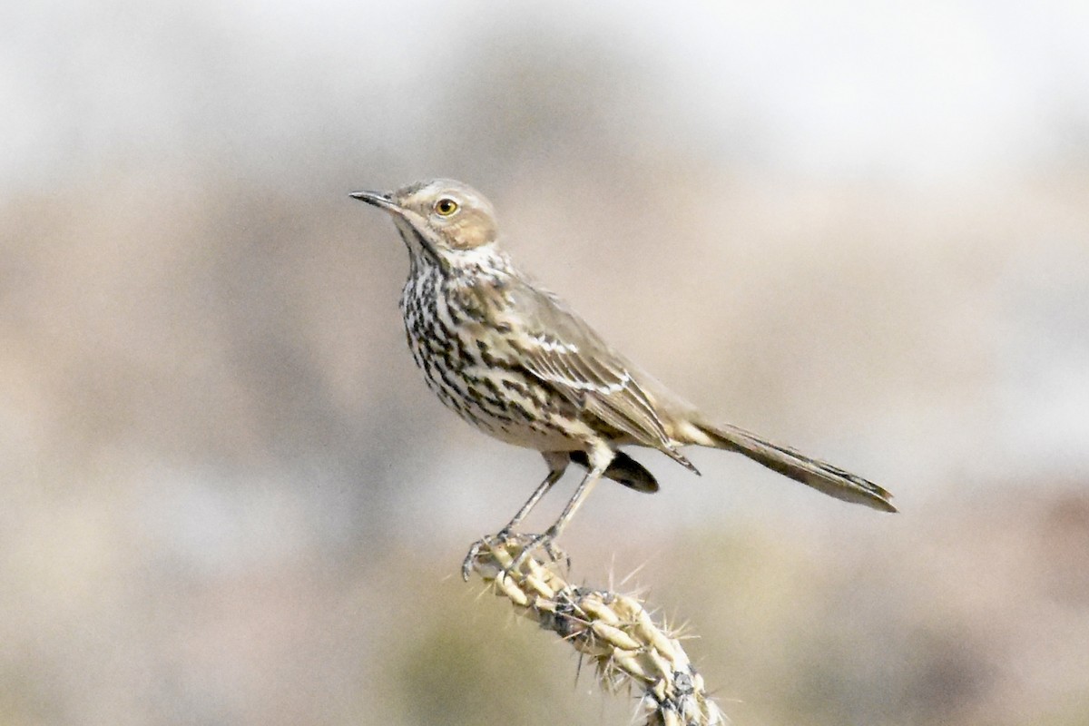Sage Thrasher - ML647449115