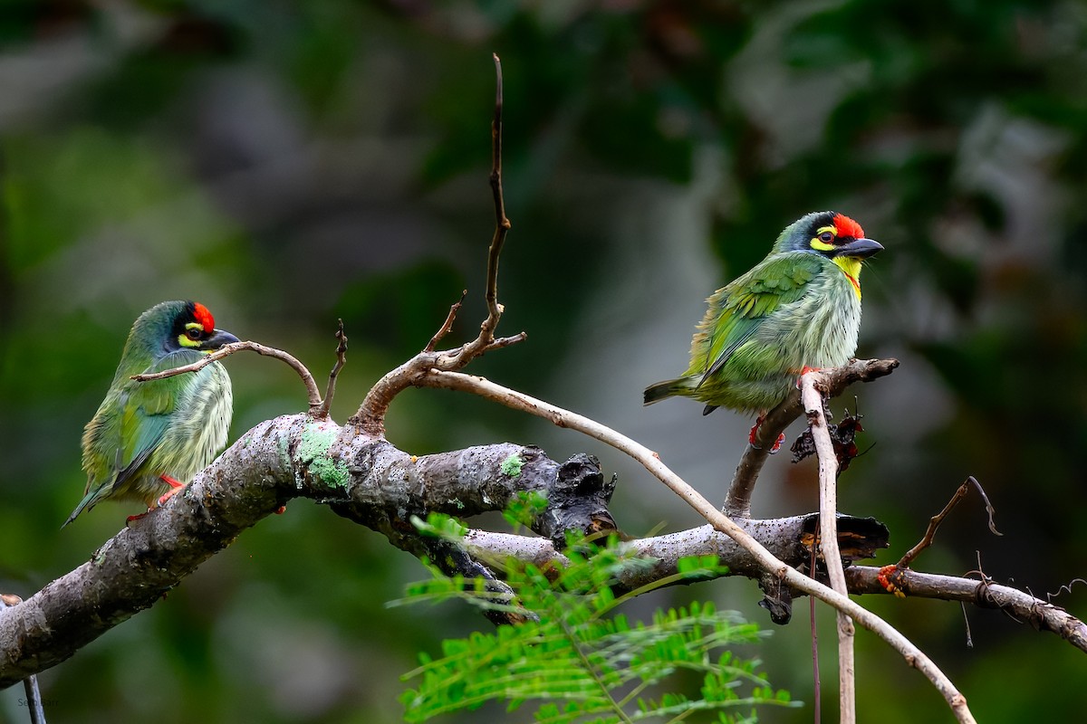 barbet zvučnohlasý (ssp. indicus/delicus) - ML647449119