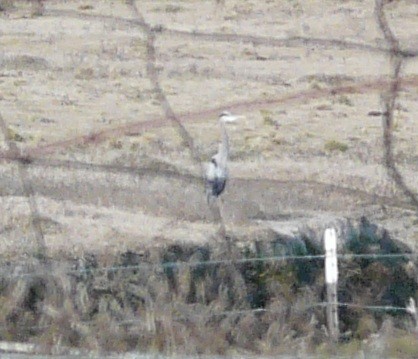 volavka velká [skupina herodias] - ML647449121