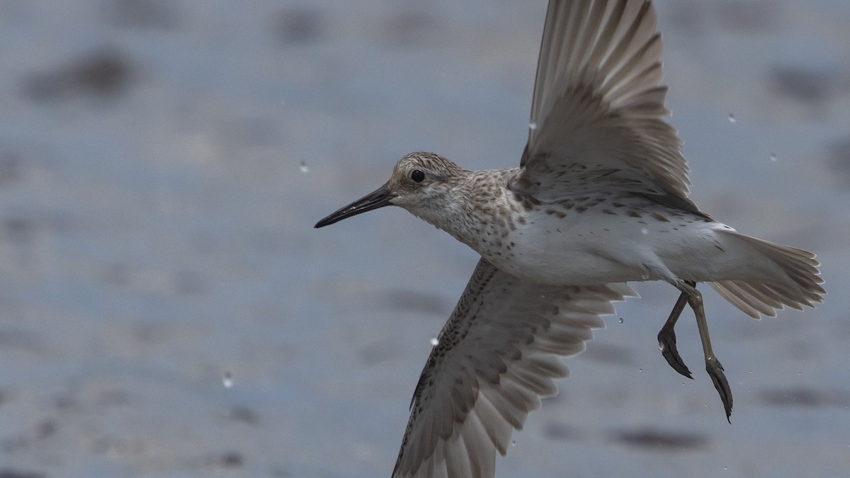 jespák velký - ML647449122