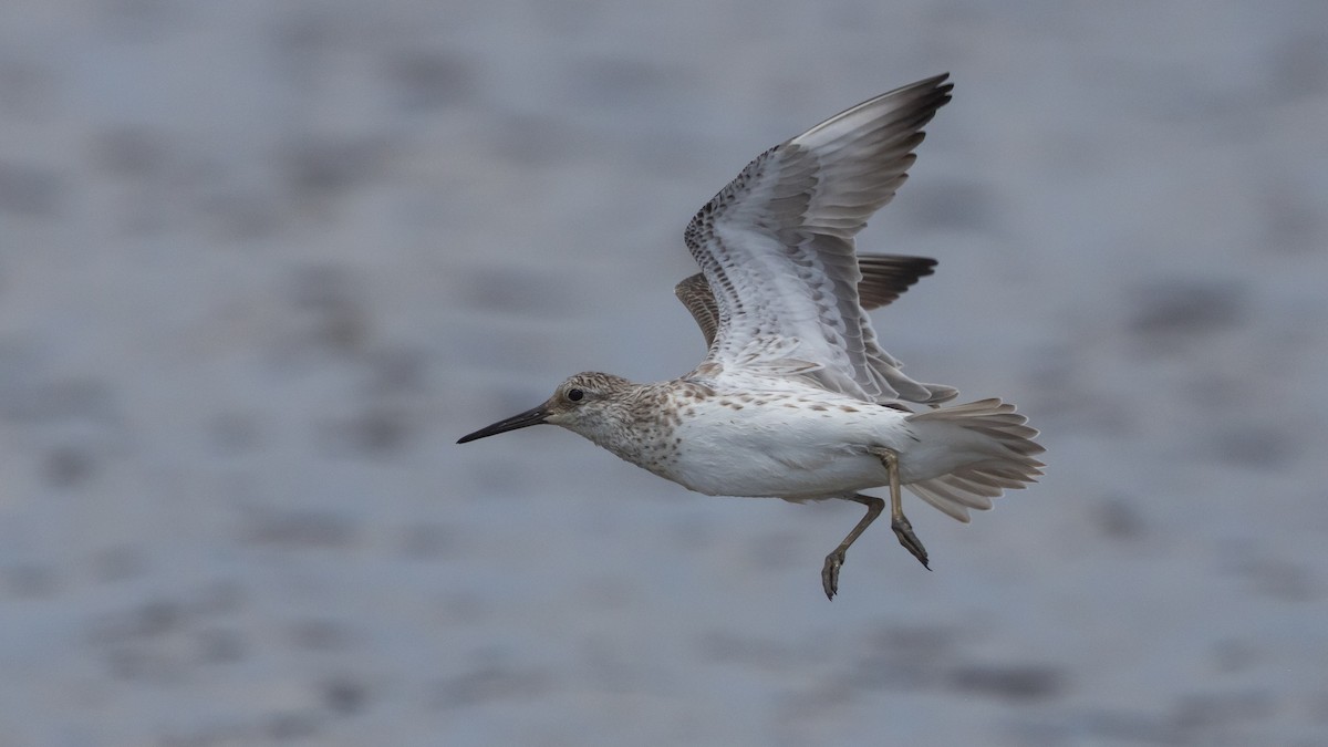 jespák velký - ML647449123