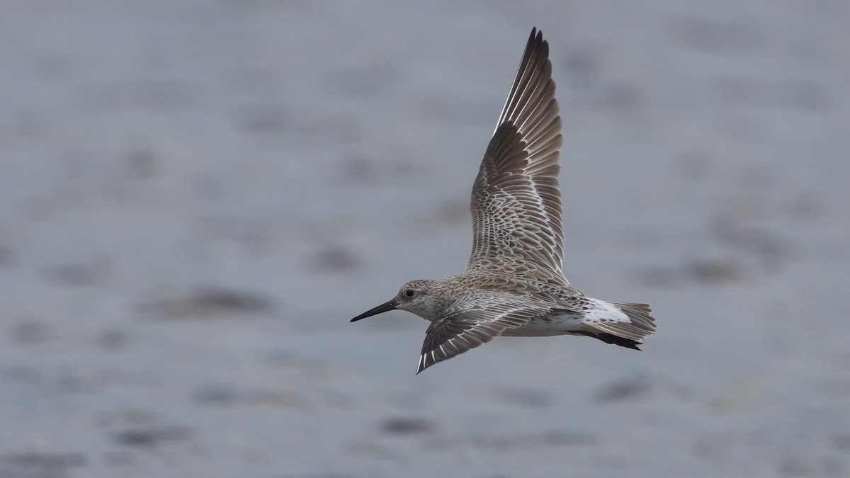 jespák velký - ML647449124