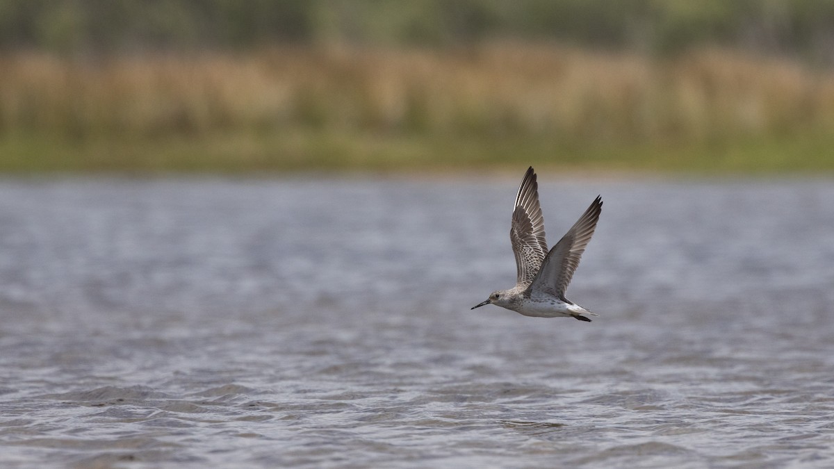 jespák velký - ML647449125