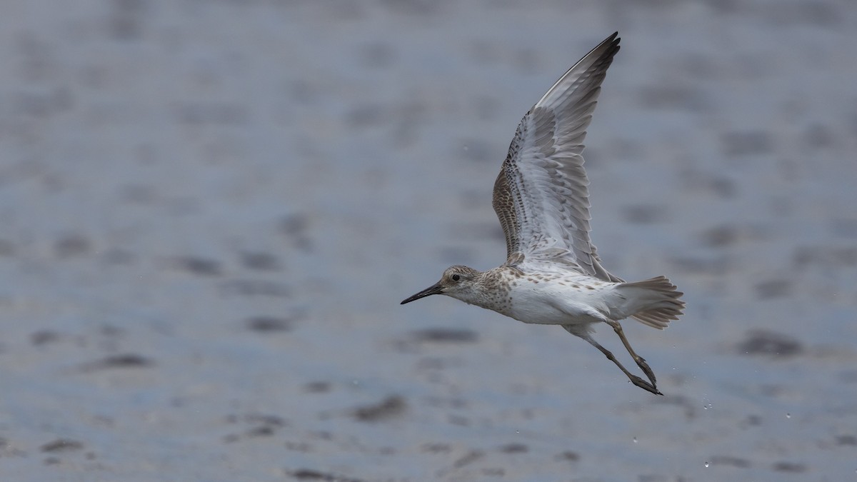 jespák velký - ML647449126