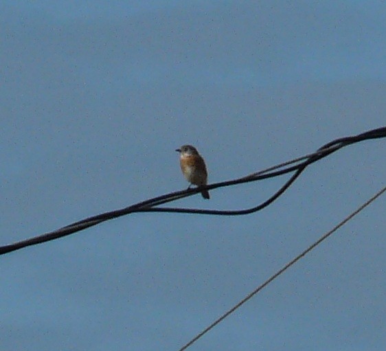 salašník modrý - ML647449127