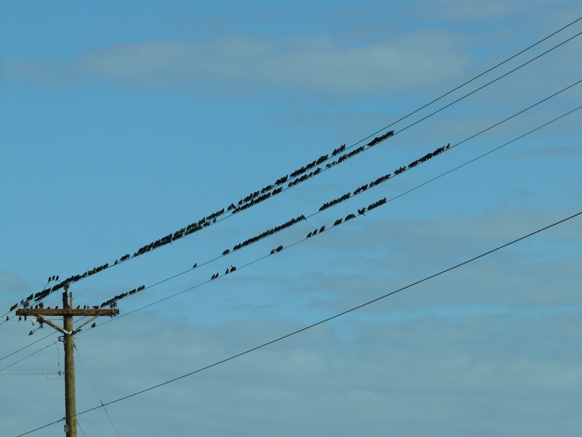 vlhovec hnědohlavý - ML647449129