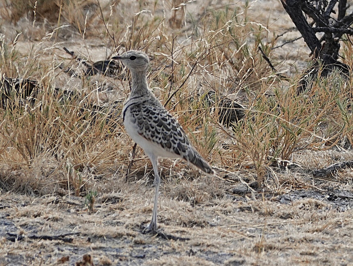 běhulík dvoupruhý - ML647449130