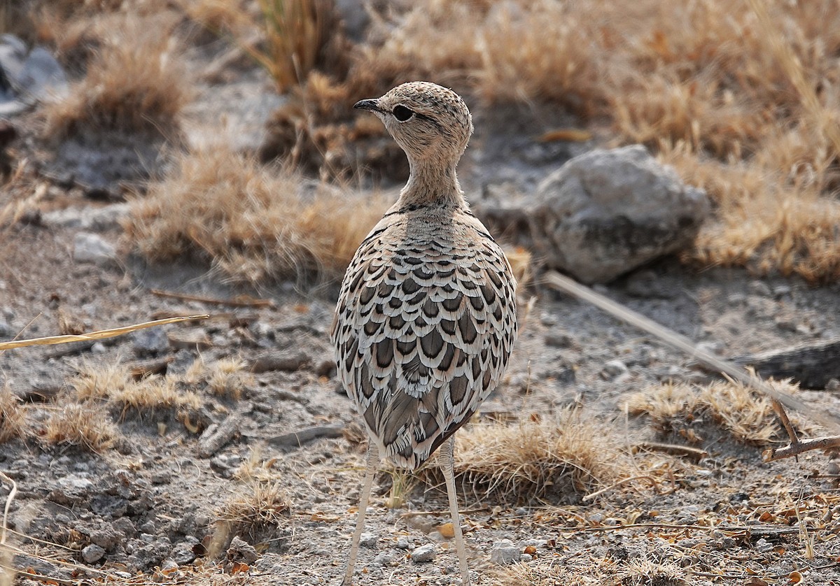 běhulík dvoupruhý - ML647449131